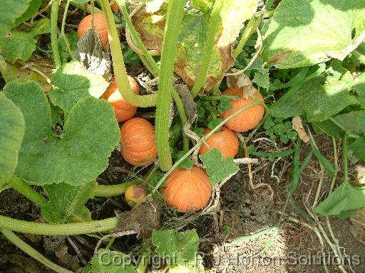 Pumpkin Golden Nugget 